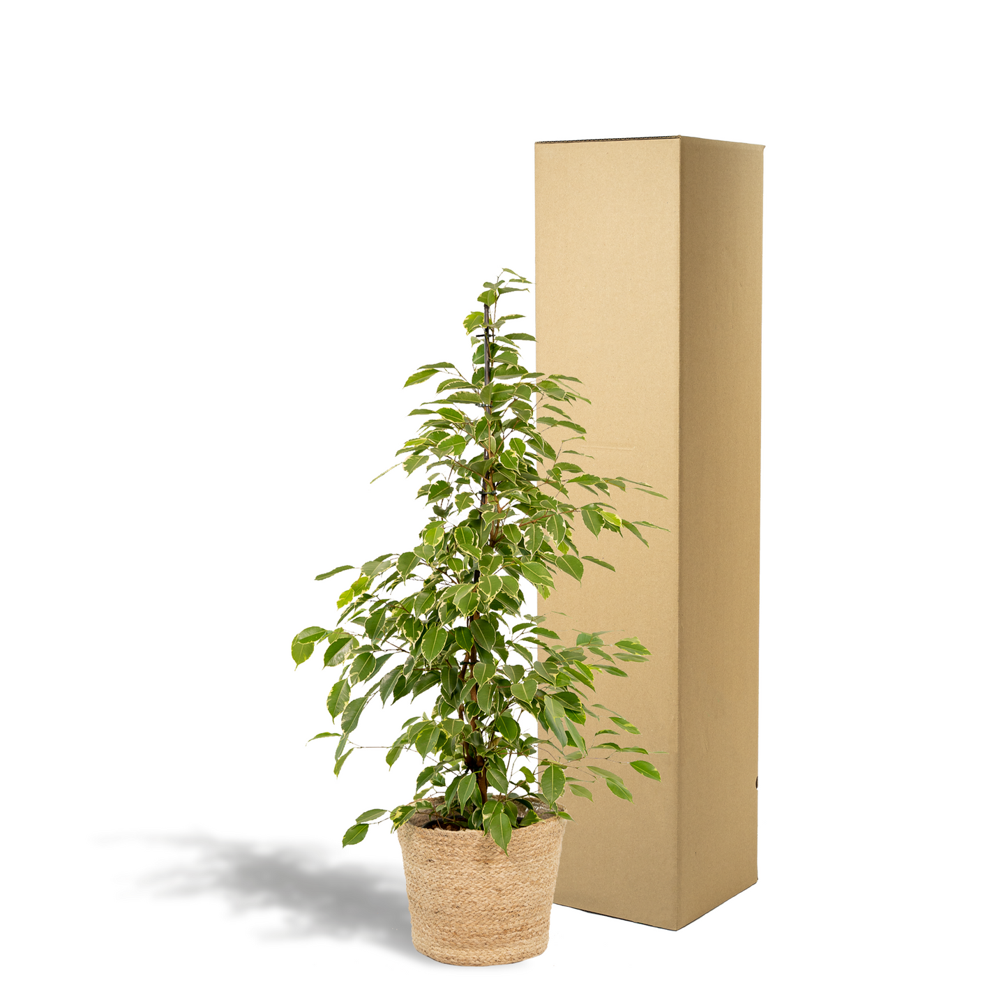 Ficus benjamina Goldenking Ø21cm – Luftreinigend & Stilvoll mit Korb Selin
