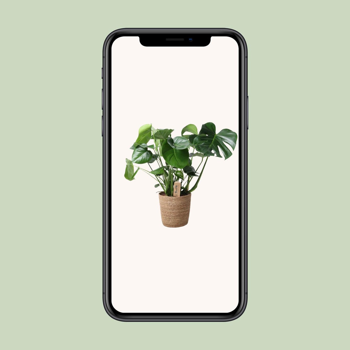 Monstera im Naturkorb – Ø21cm Topf, ca. 60cm hoch