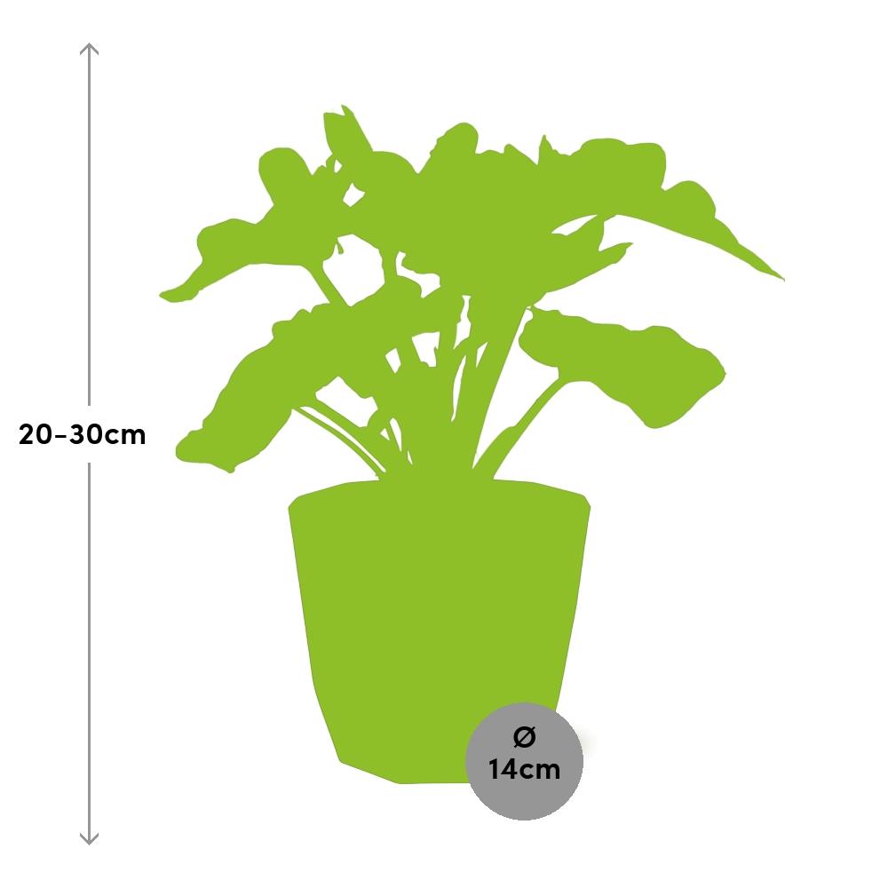 Philodendron Atom – pflegeleichte Zimmerpflanze in 14 cm Topf