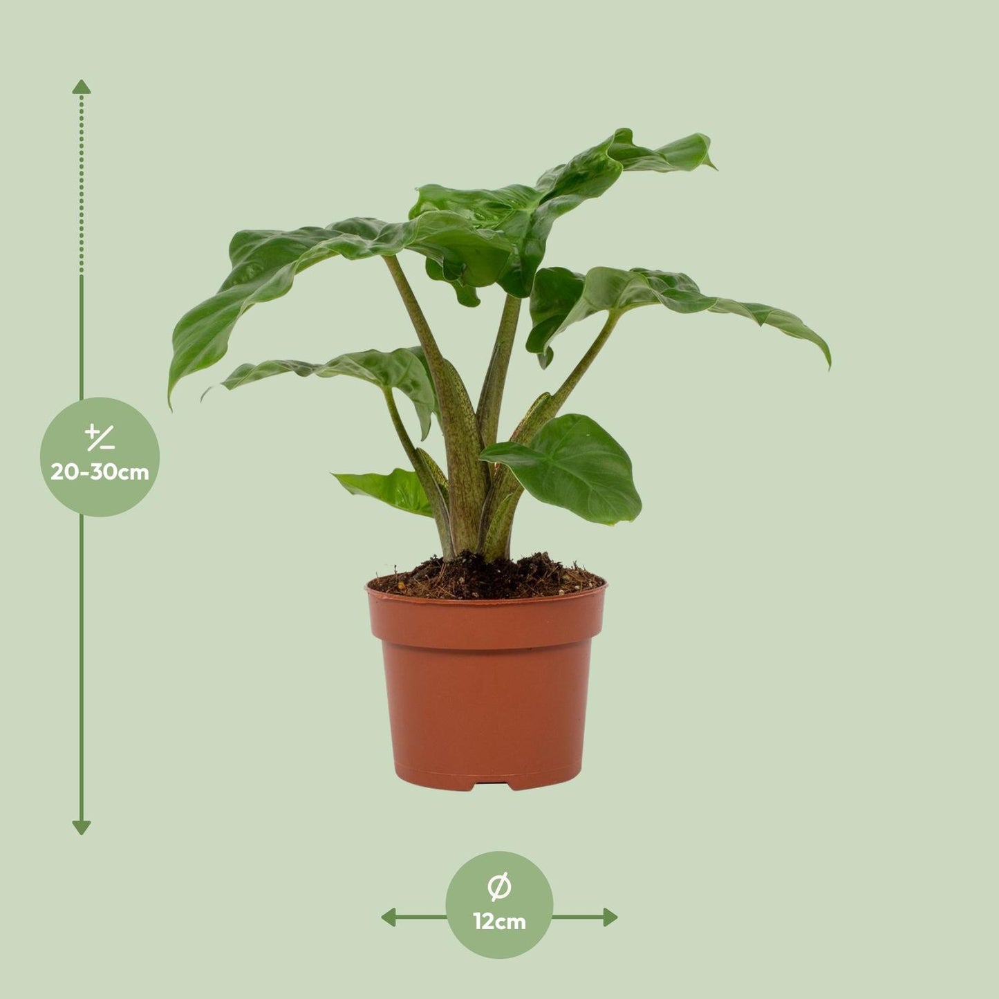 Alocasia Low Rider – Elefantenohr Zimmerpflanze Ø12cm
