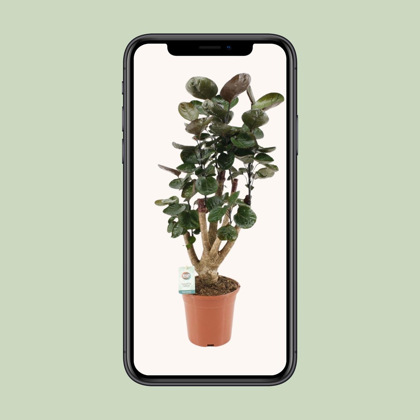 Polyscias Fabian – Pflegeleichte Zimmerpflanze Ø17cm, 65cm hoch