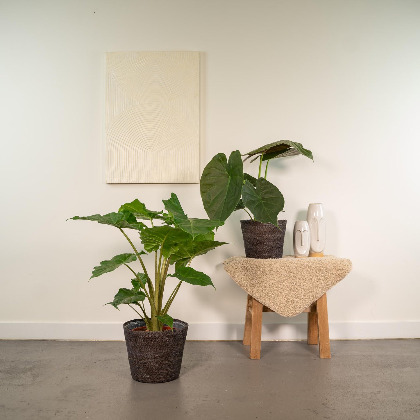Alocasia Wentii & Portodora im Korb Ø19cm - XXL Zimmerpflanzen-Set