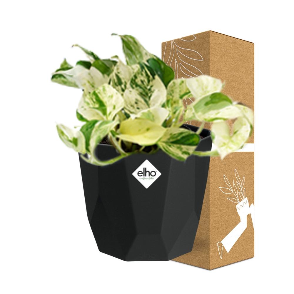 Epipremnum Pinnatum Happy Leaf – Pflegeleichte Hängepflanze 14cm
