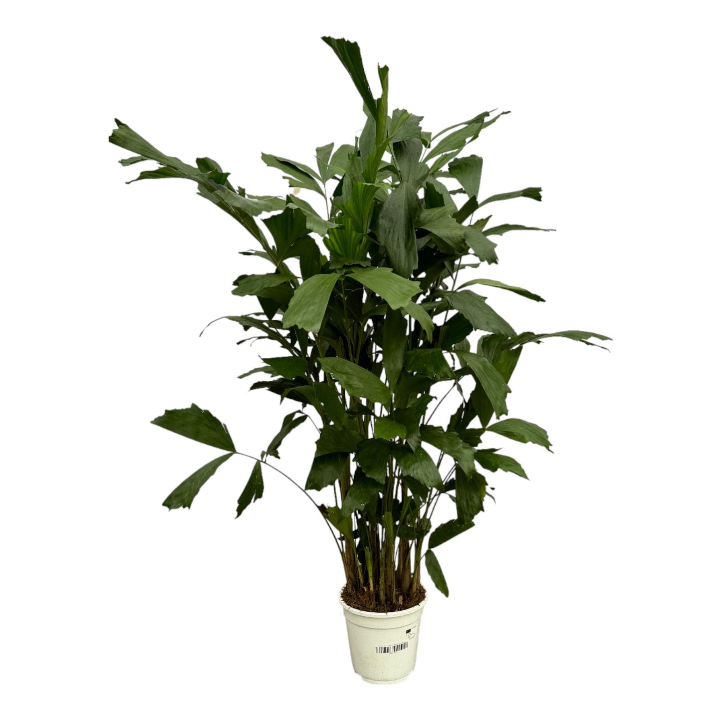 Caryota Mitis Fischschwanzpalme 130 cm Ø19cm