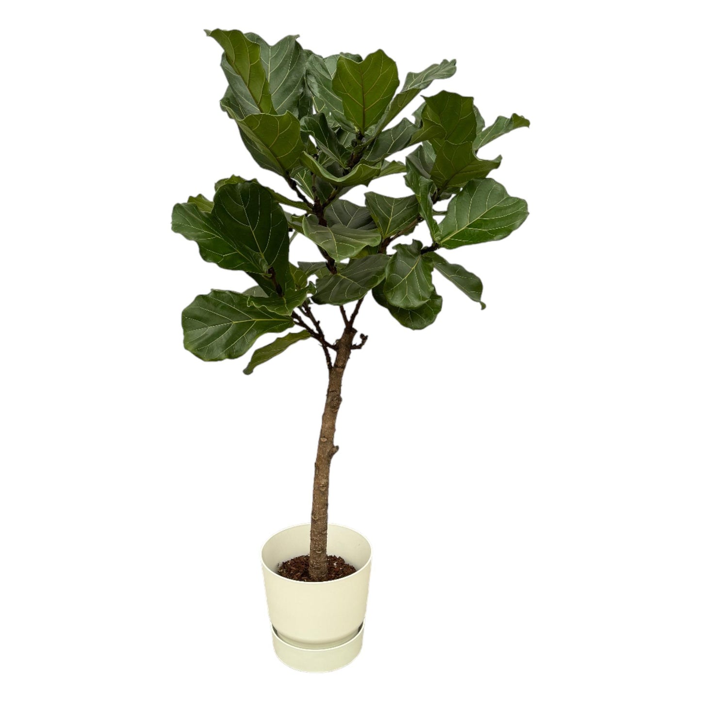 Ficus Lyrata mit Elho Greenville Round Topf – 160 cm