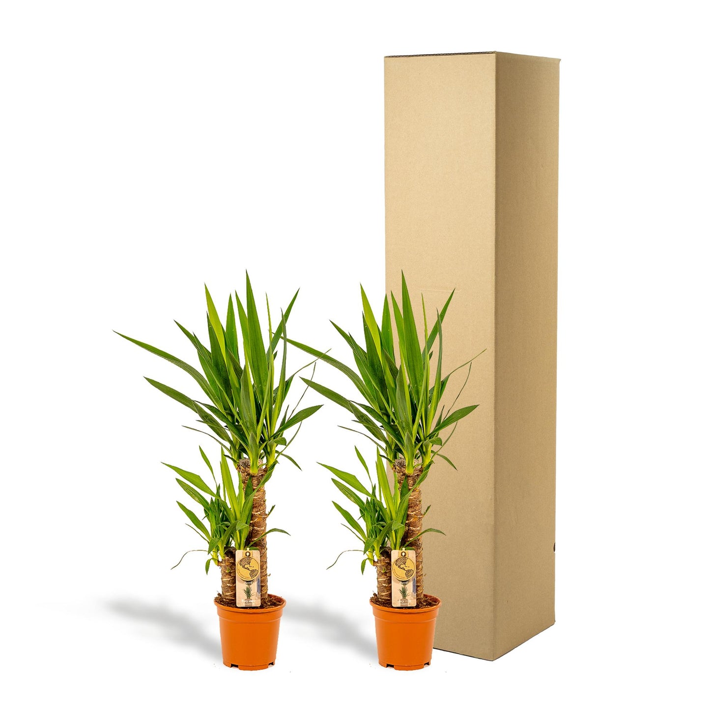2x Yucca Elephantipes – Palmlilie, 90 cm, Ø17 cm