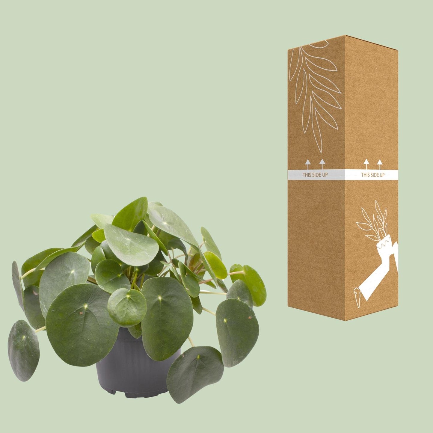 Pilea Peperomioides – pflegeleichte Zimmerpflanze Ø12cm