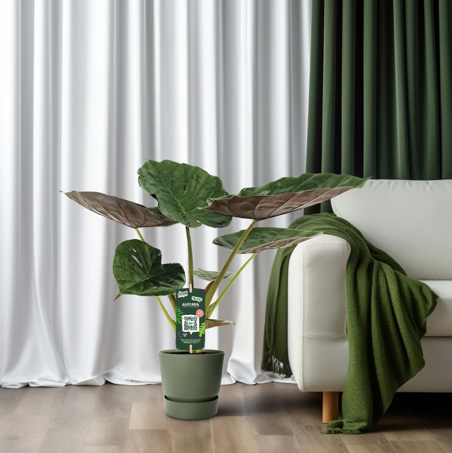 Alocasia Wentii – Elefantenohr – Ø19cm Topf, ca. 70cm hoch