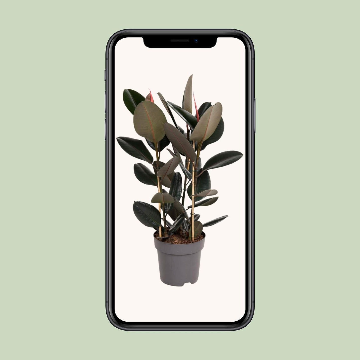 Ficus Elastica Abidjan – Stilvolle & pflegeleichte Zimmerpflanze Ø27cm
