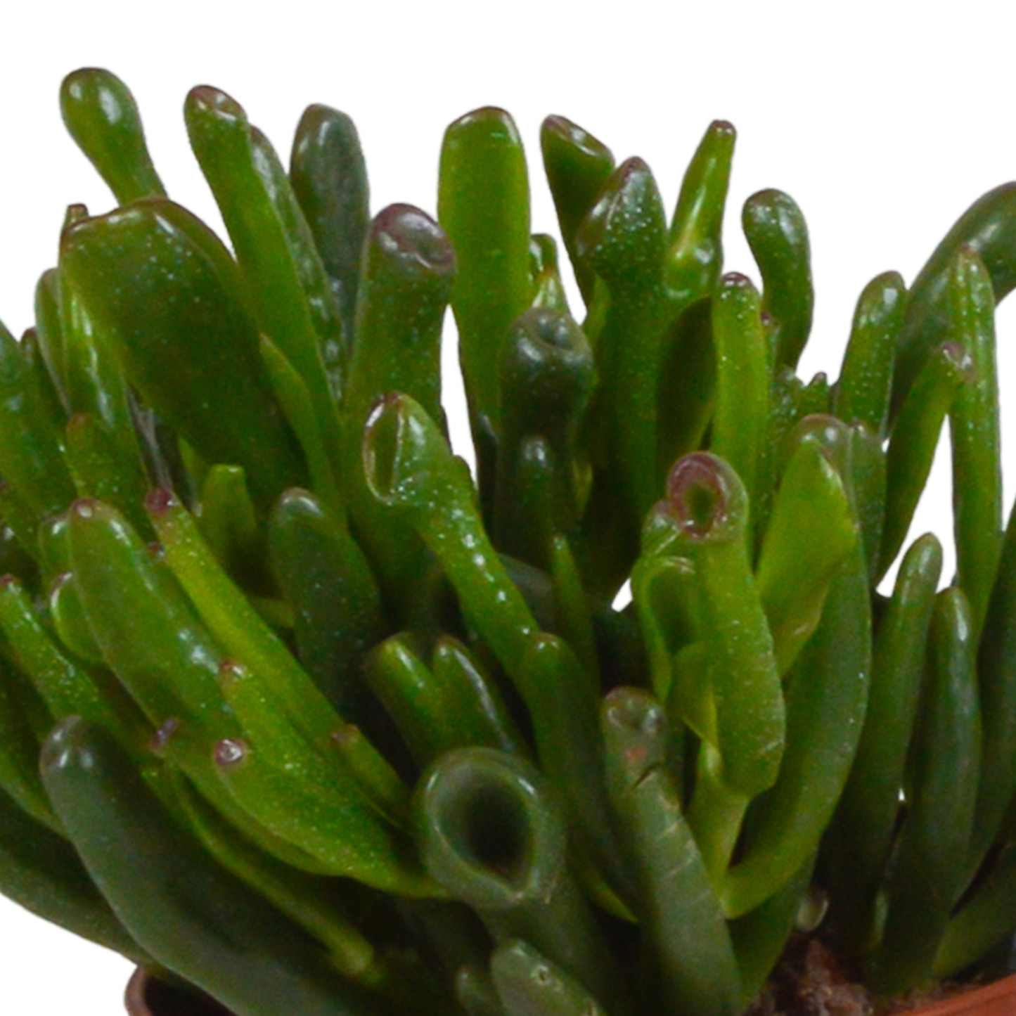 Crassula-Mischung 3er Set in weißem Topf 10,5 cm