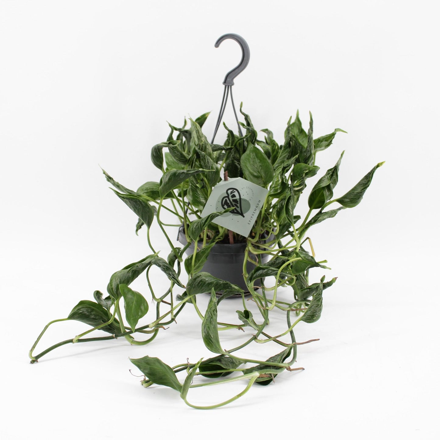 Epipremnum Pinnatum Aureum Shangri-La – Exotische Hängepflanze Ø14cm