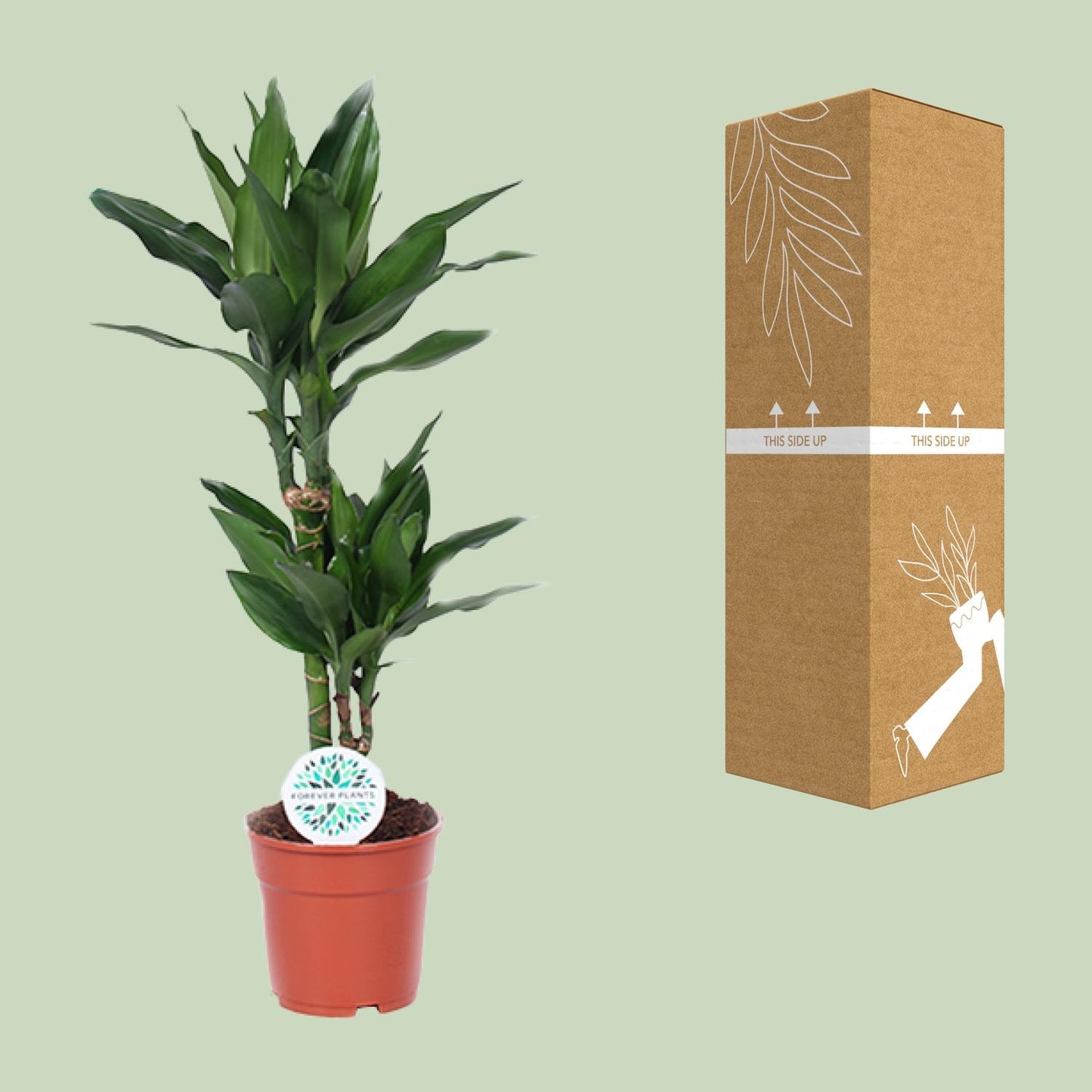Dracaena Janet Lind – Eleganter Drachenbaum Ø17cm, 70cm hoch