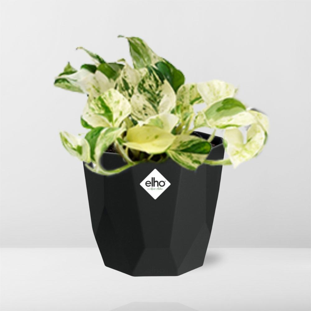 Epipremnum Pinnatum Happy Leaf – Pflegeleichte Hängepflanze 14cm