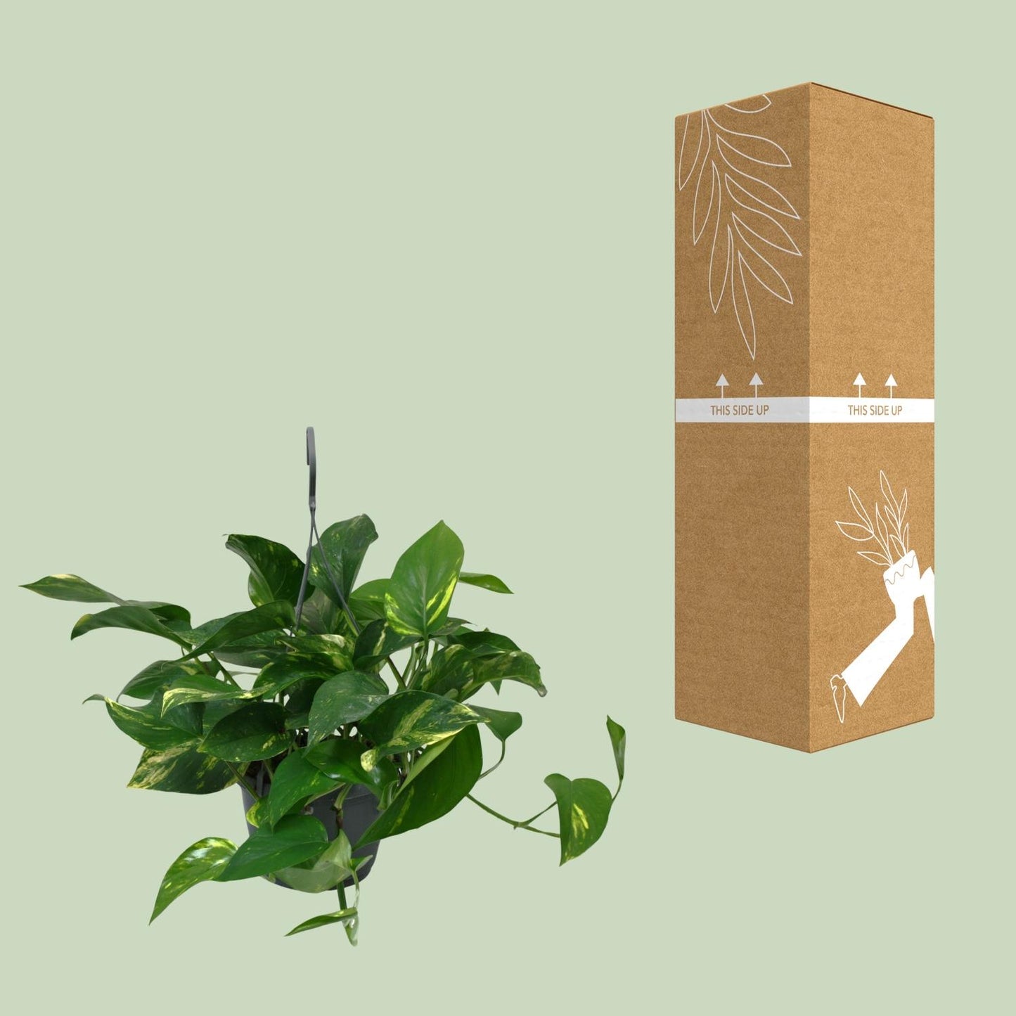 Scindapsus Epipremnum – Pflegeleichte Hängepflanze Ø15 cm
