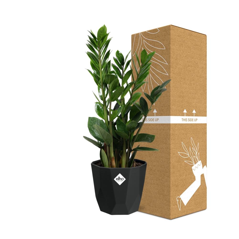 Zamioculcas – Pflegeleichte ZZ-Pflanze im schwarzen Topf