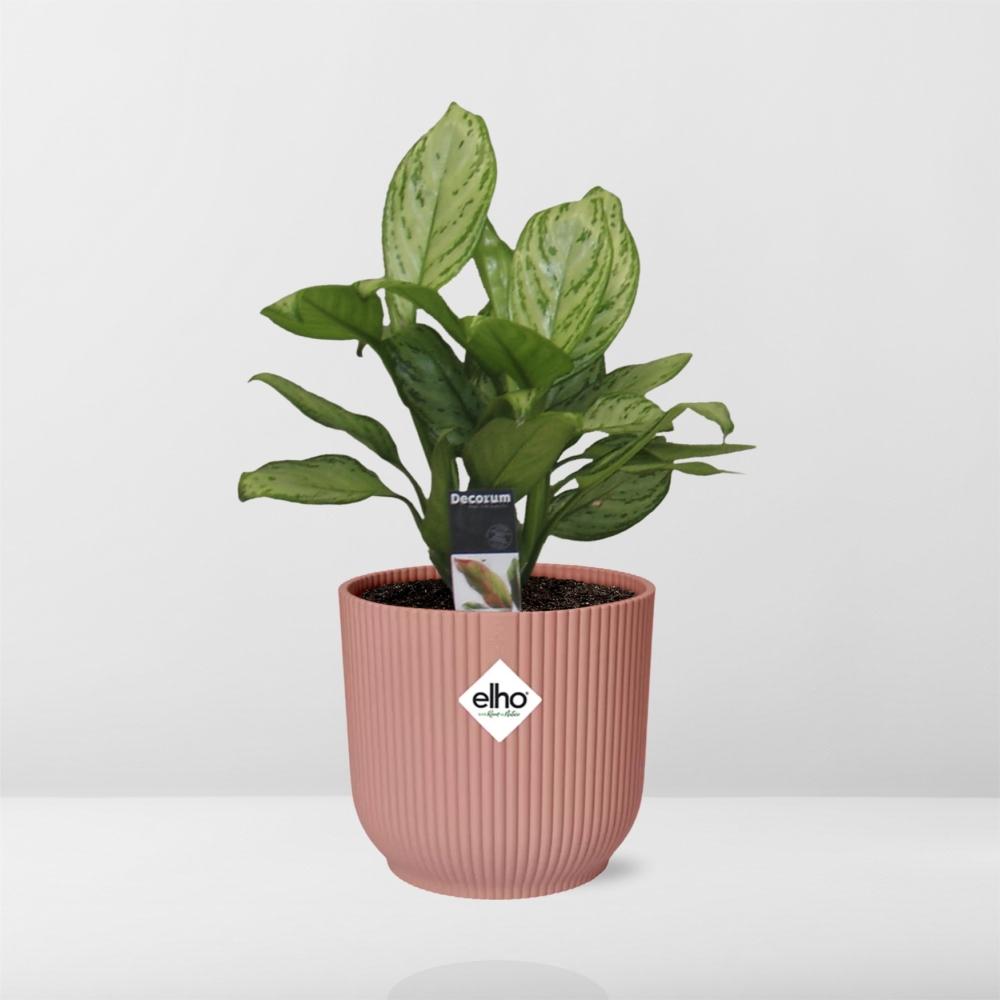 Aglaonema Christina in ELHO Vibes Fold 14cm rosa – pflegeleicht & elegant
