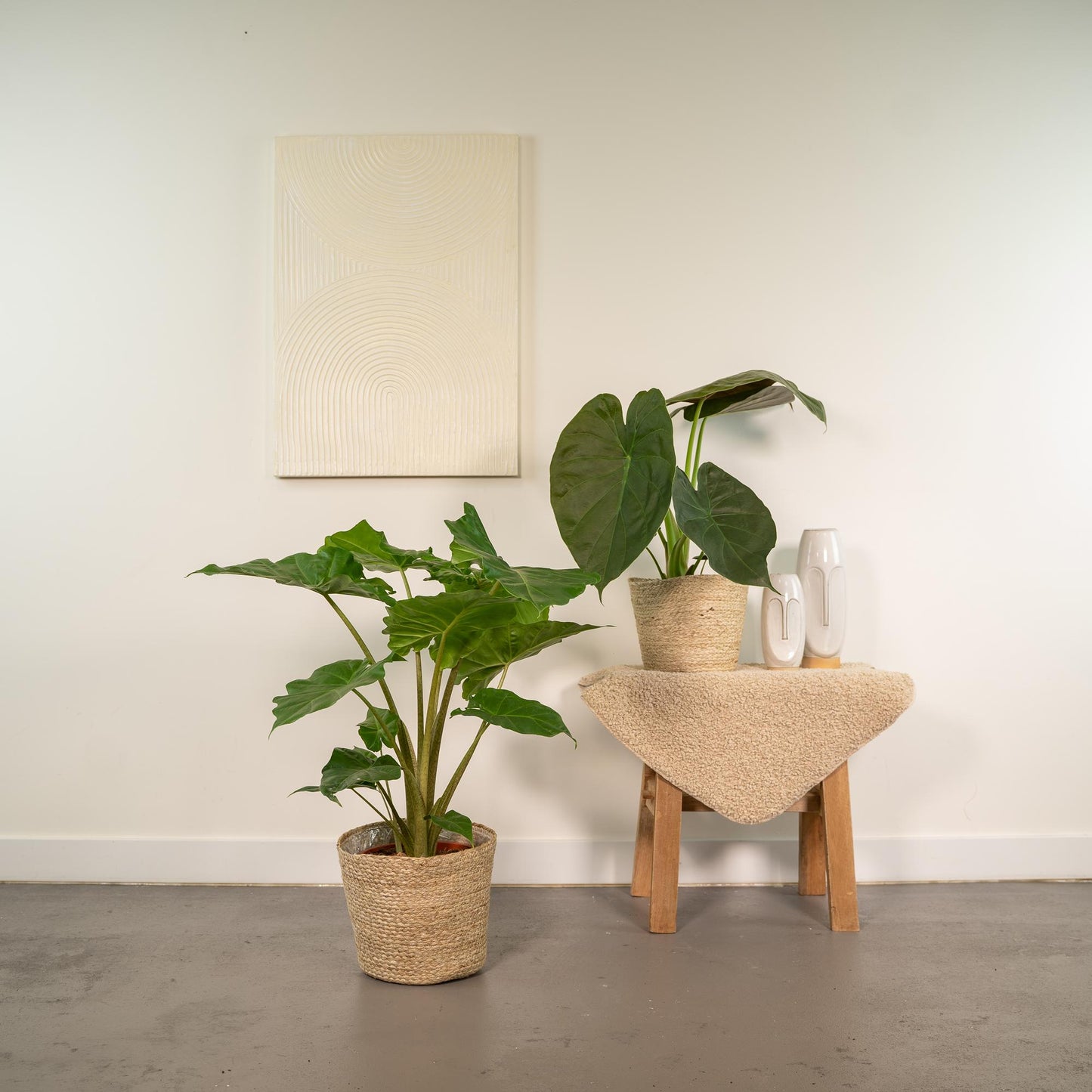 Alocasia Wentii & Portodora im Korb Ø19cm - bis 75cm