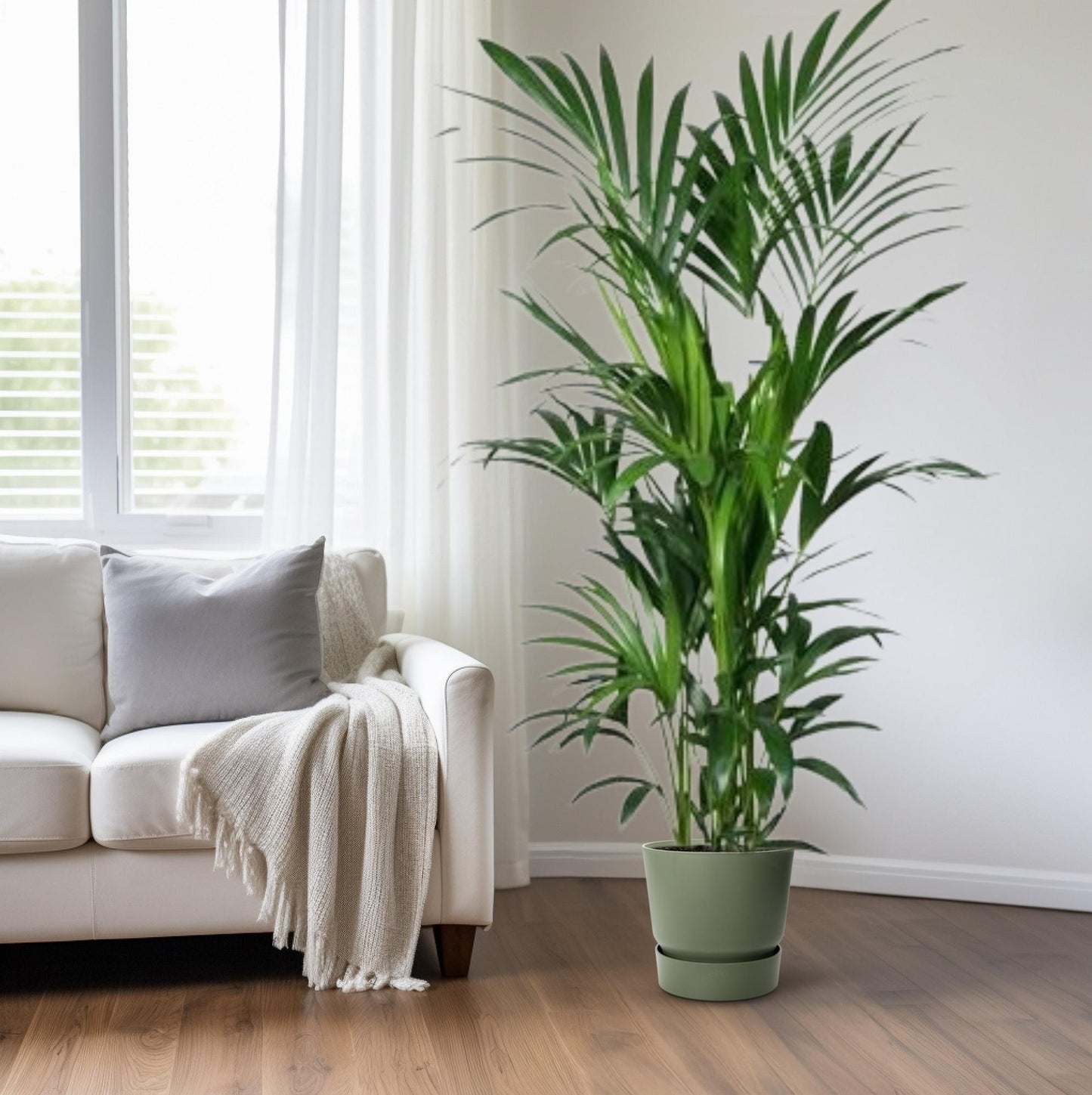 Kentia-Palme Howea – Ø27cm Topf, ca. 180cm hoch