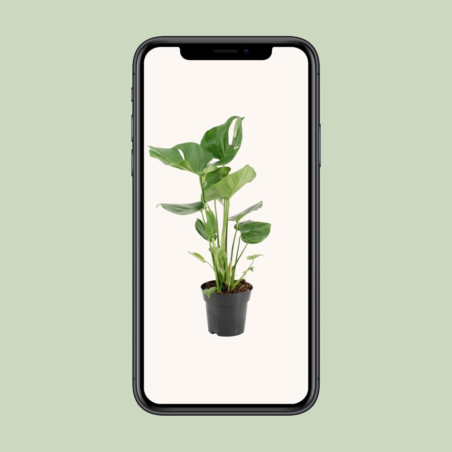 Monstera Deliciosa – Exotische Zimmerpflanze Ø17cm, 60cm hoch
