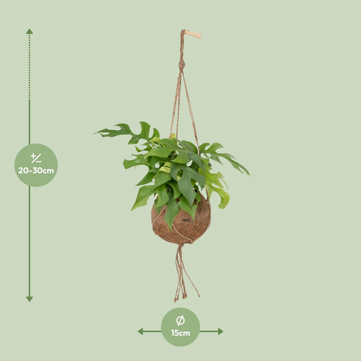Kokedama Monstera Minima – Stilvolle Lochpflanze Ø15cm