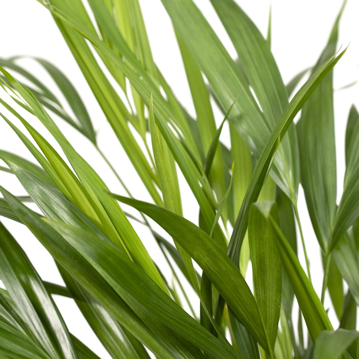Dypsis Lutescens - Areca Palme Ø17cm, ca. 60cm hoch