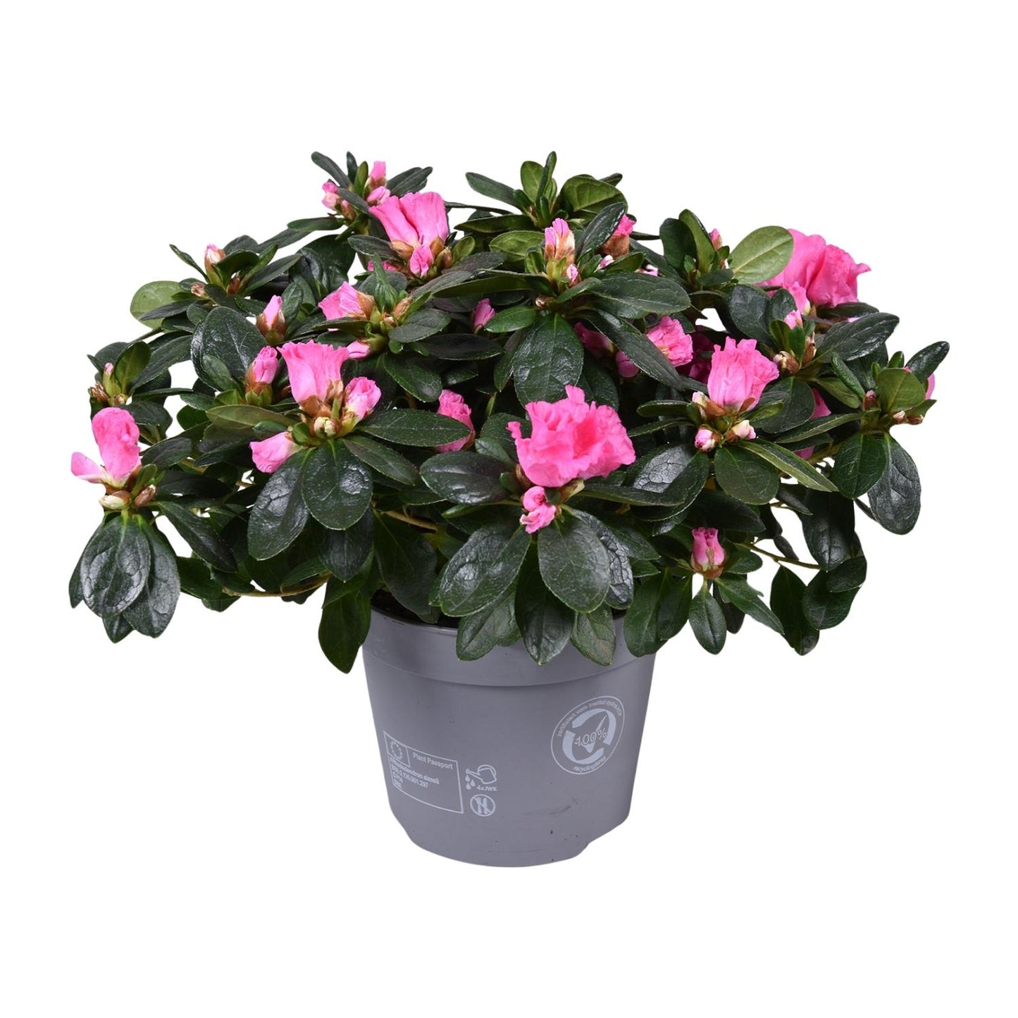 Azalee Rose Vogel – Pflegeleichte Blütenpracht Ø14cm
