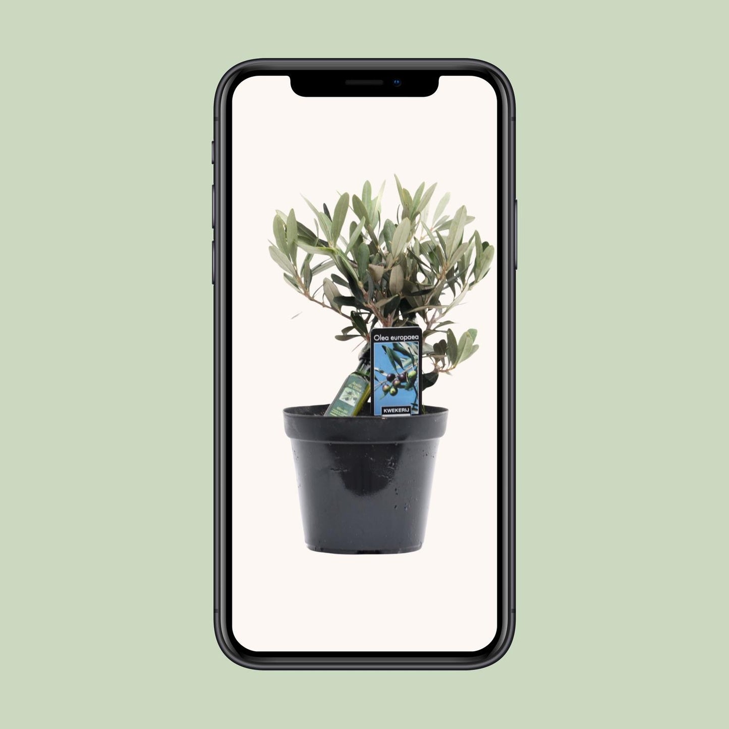 Olea Olive – Mediterraner Charme Ø13cm, 25cm hoch