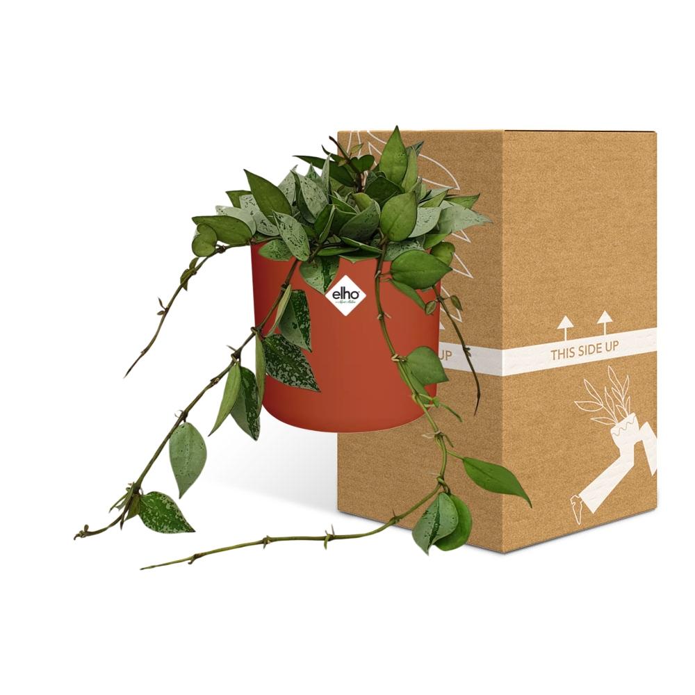 Hoya Krohniana Eskimo – Pflegeleichte Wachsblume im ELHO b.for soft Rond 14cm Brique