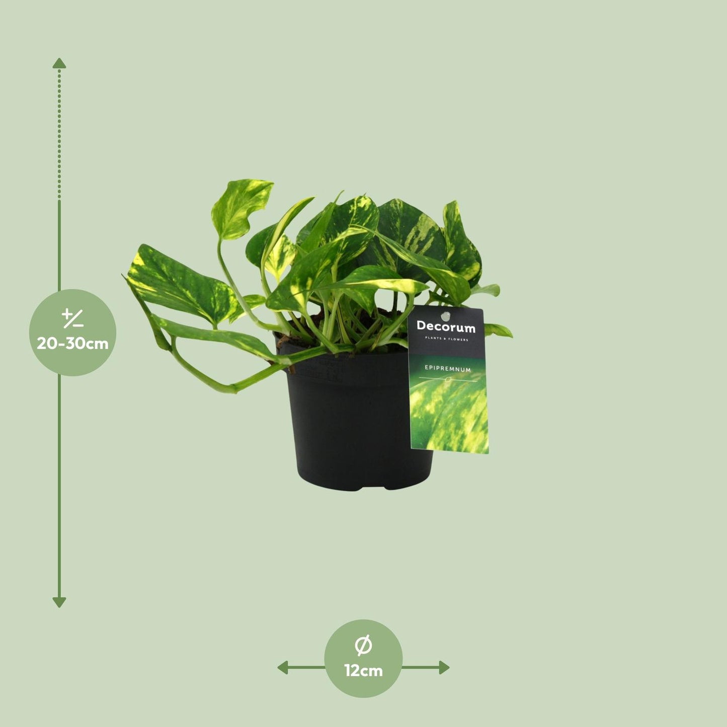 Scindapsus N'joy Gold – pflegeleichte Zimmerpflanze Ø12cm