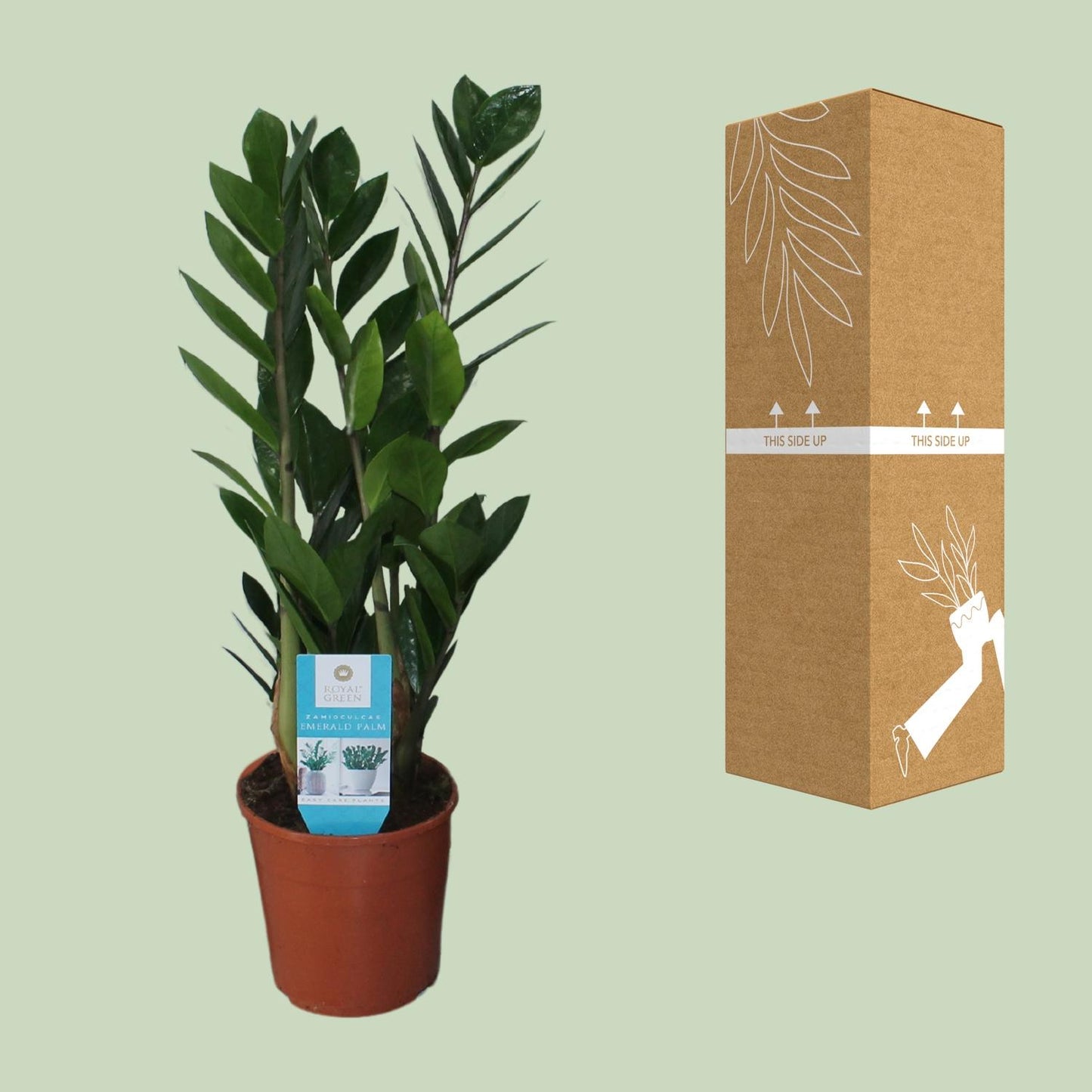 Zamioculcas Zamiifolia Ø14cm – Pflegeleichte ZZ-Pflanze