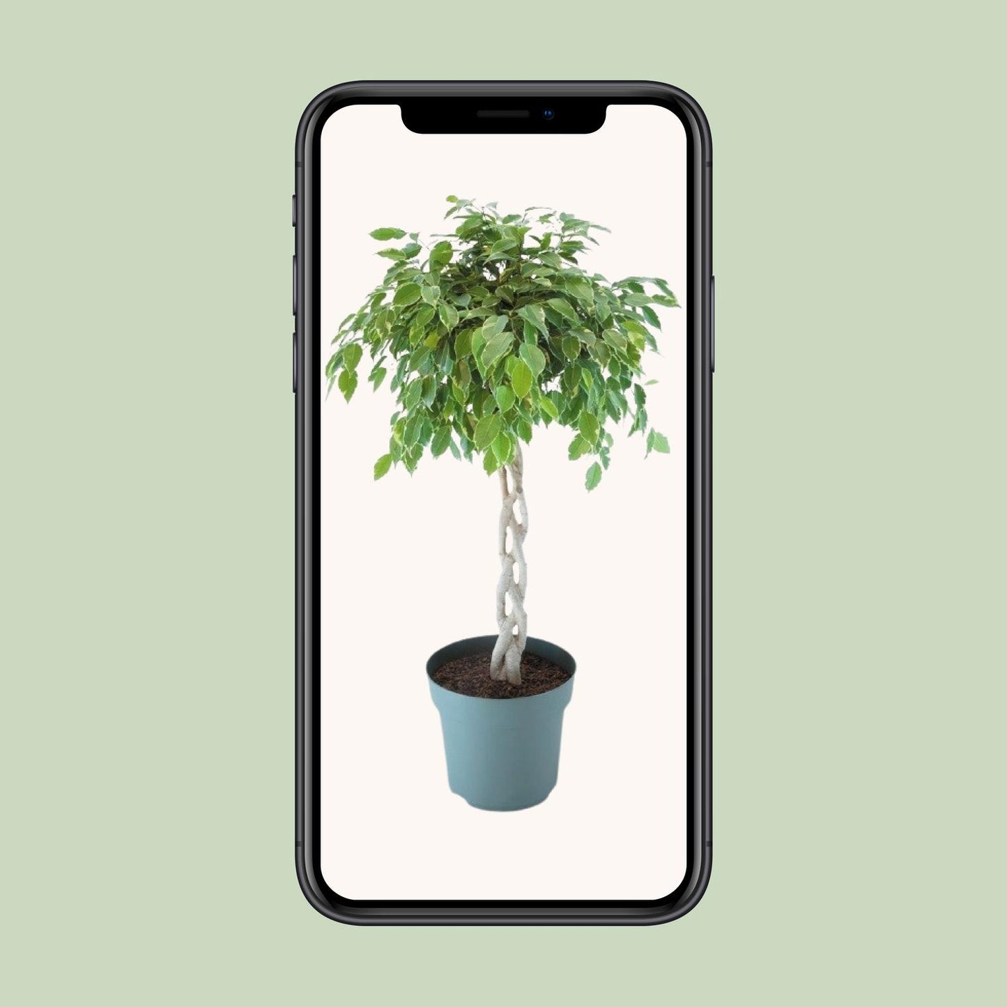Ficus Safrana / Golden King Gevlochten – Ø27cm, ca. 110cm