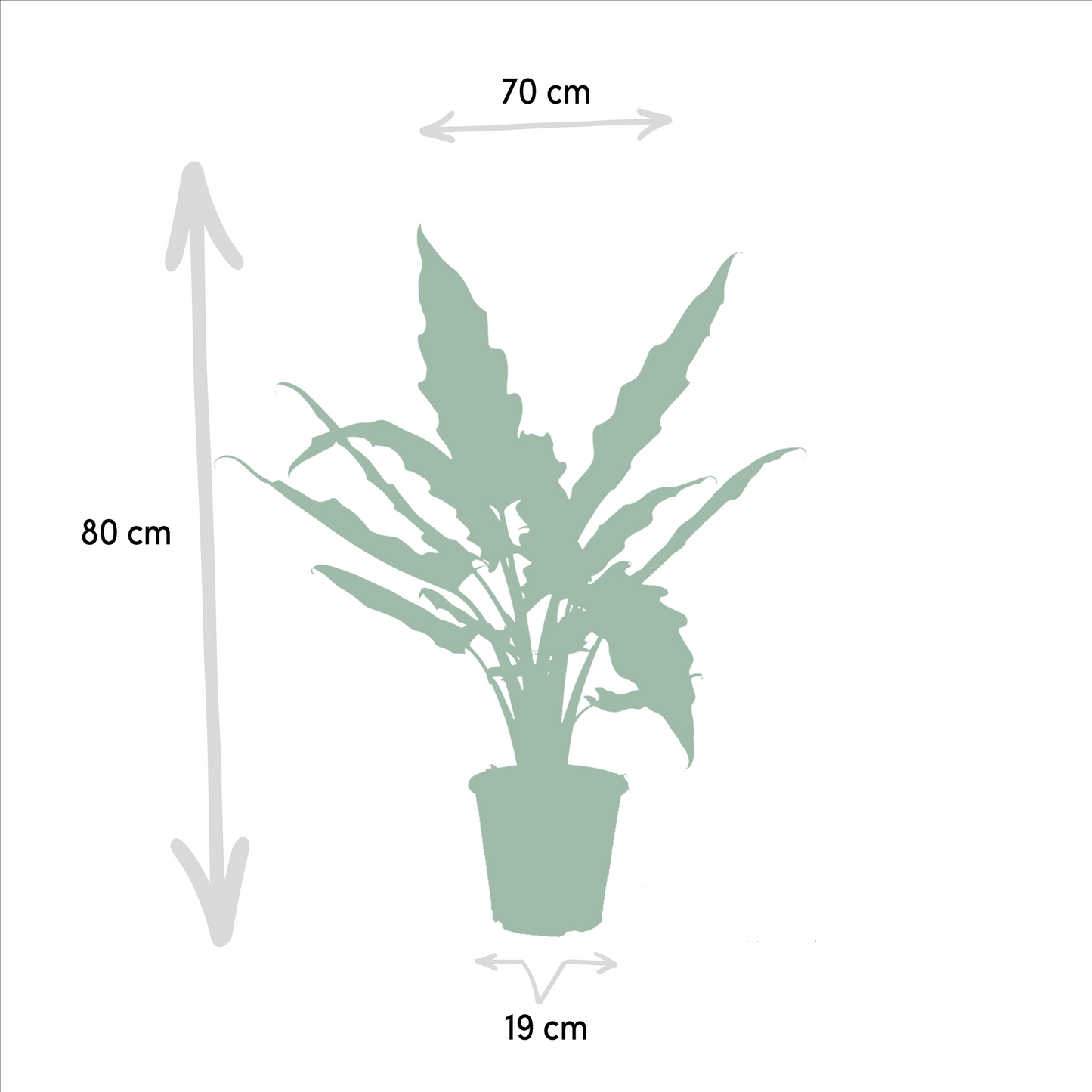 Alocasia Zebrina & Alocasia Lauterbachiana – Doppel-Set Ø19cm, ca. 75cm