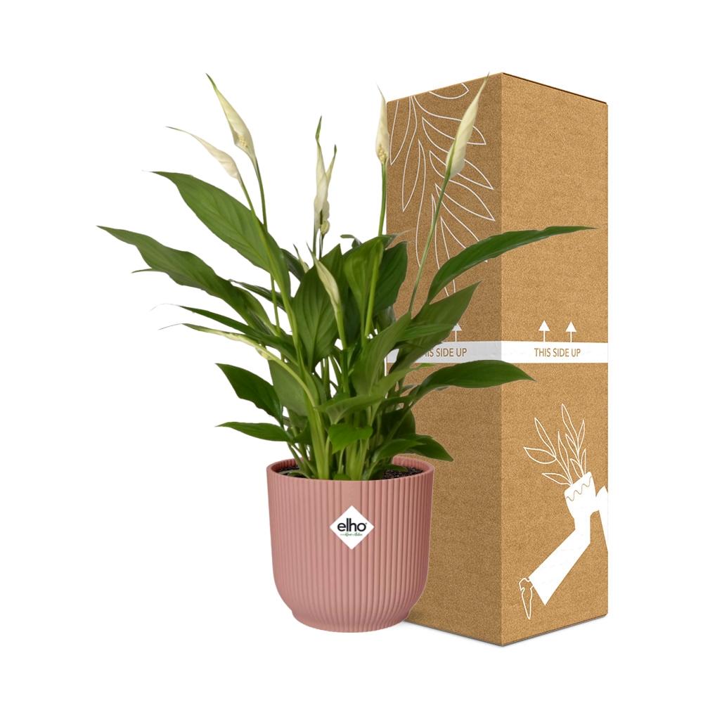 Friedenslilie Spathiphyllum 12 cm in ELHO Vibes Fold 14 cm roze