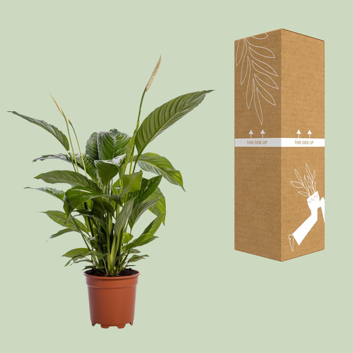 Spathiphyllum Bingo Cupido – Friedenslilie Ø19cm, 80cm hoch