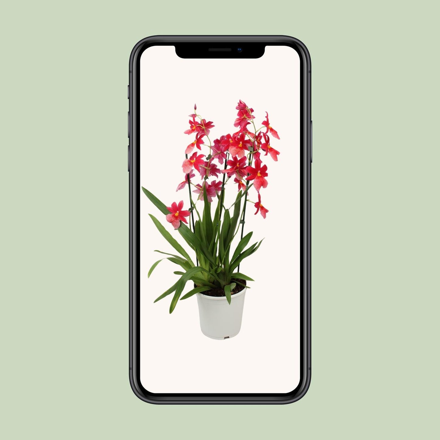 Orchidee Cambria Nelly Isler – Ø19cm, ca. 70cm hoch