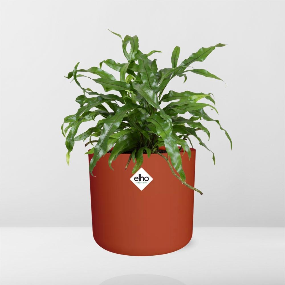 Microsorum Diversifolium – Kängurufarn im ELHO b.for soft Topf 14cm