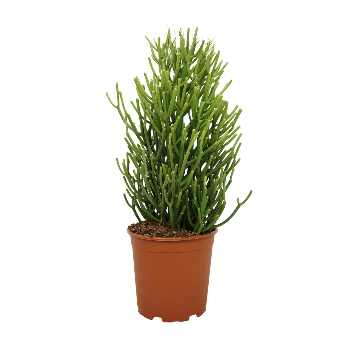 Euphorbia Tirucalli – Pflegeleichte, stilvolle Zimmerpflanze Ø21cm