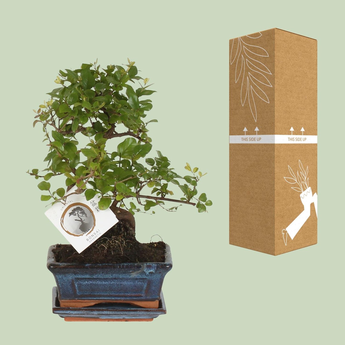 Bonsai 'Sageretia' S-Form Ø15cm – Pflegeleicht & Stilvoll