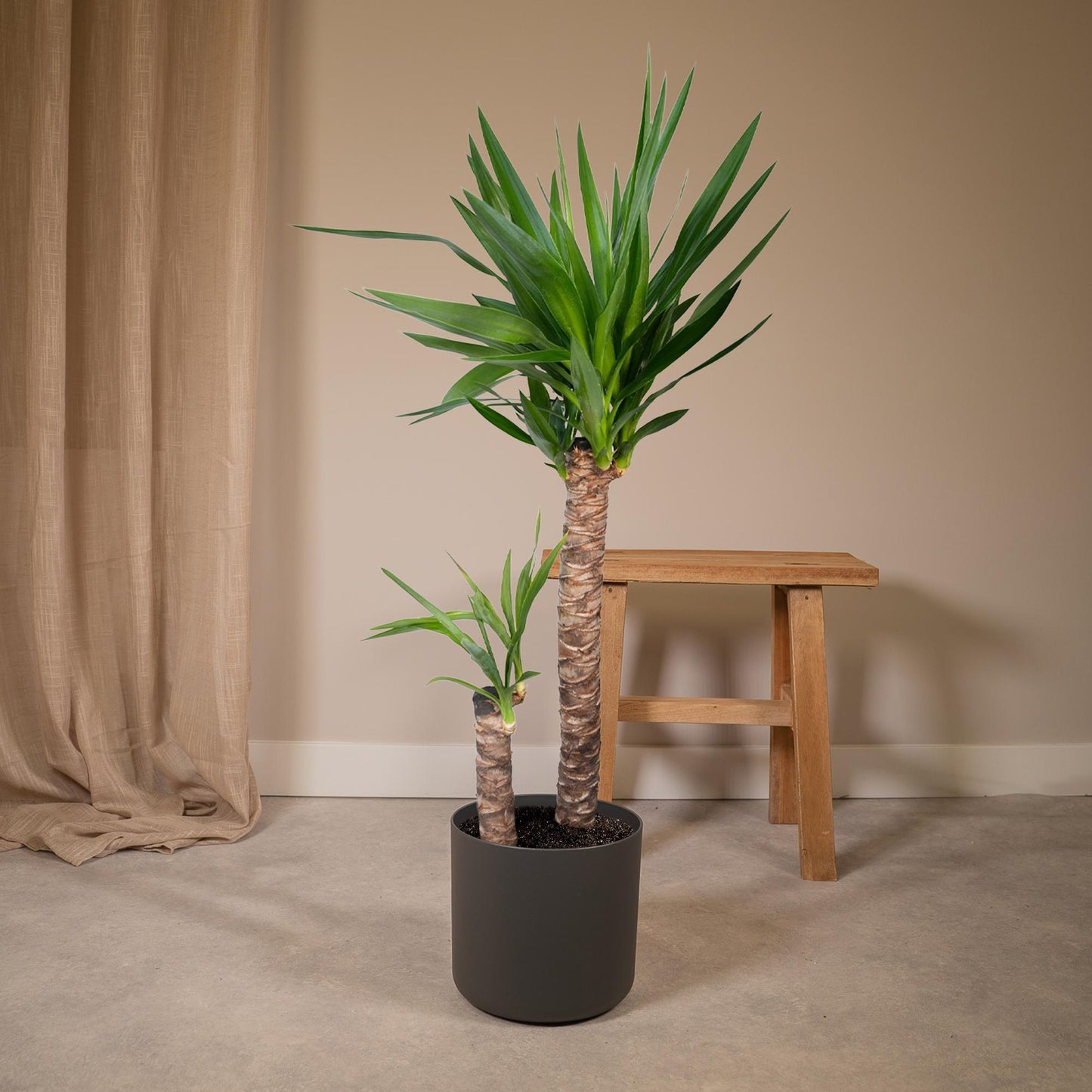 Yucca Elephantipes XXL – Pflegeleichte Palmlilie Ø21cm