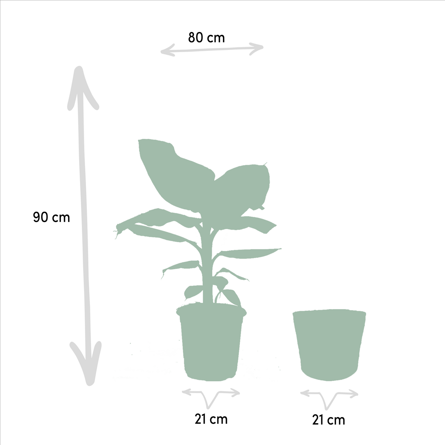 Exklusives Zimmerpflanzen-Set mit Monstera, Alocasia & Strelitzia im Korb