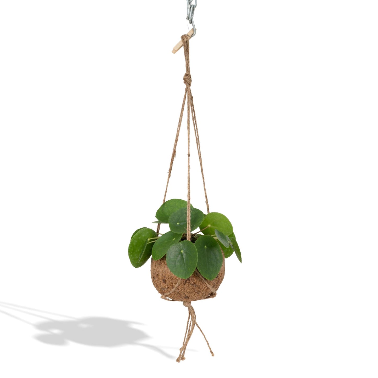 Kokedama Pilea Peperomioides Ø15cm – pflegeleicht & stylisch