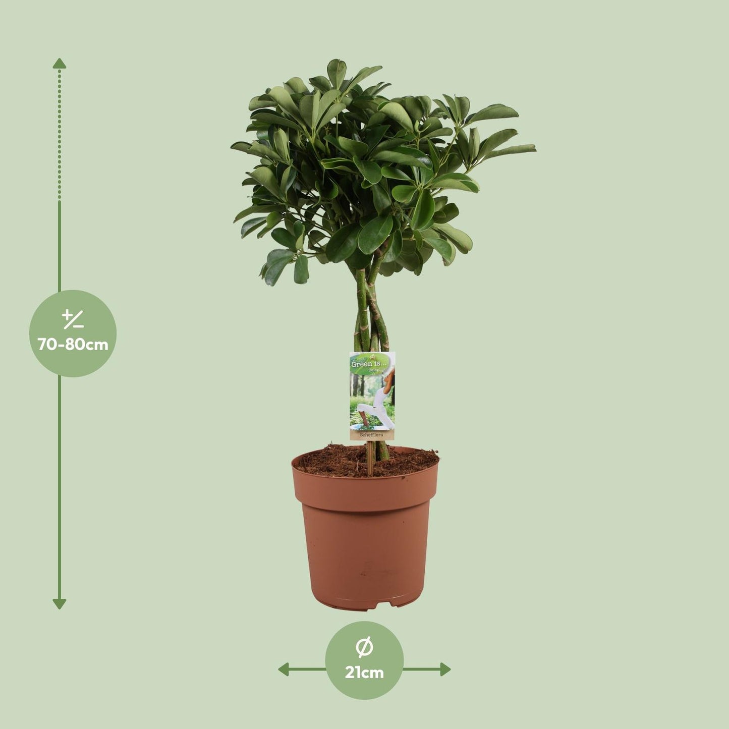 Schefflera Arboricola Nora – Pflegeleichte Schirmpflanze Ø21cm