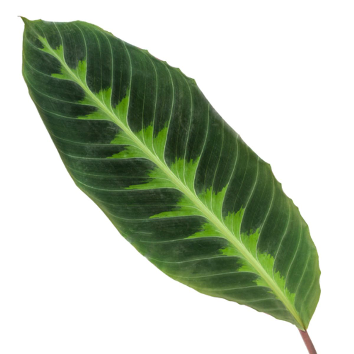 Calathea Warscewiczii – Pflegeleichte XXL-Zimmerpflanze