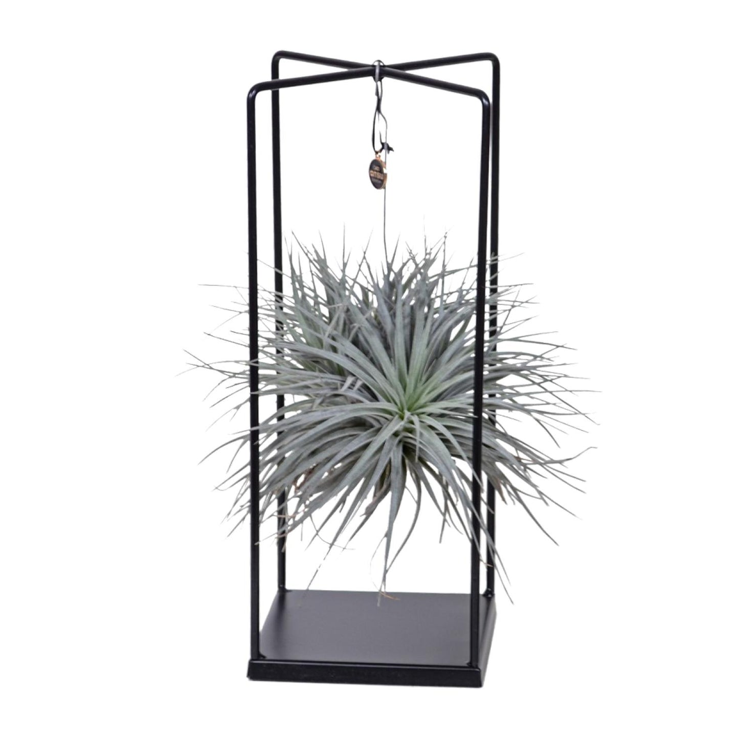 Tillandsia Mix – Pflegeleichte Luftpflanze Ø20 cm