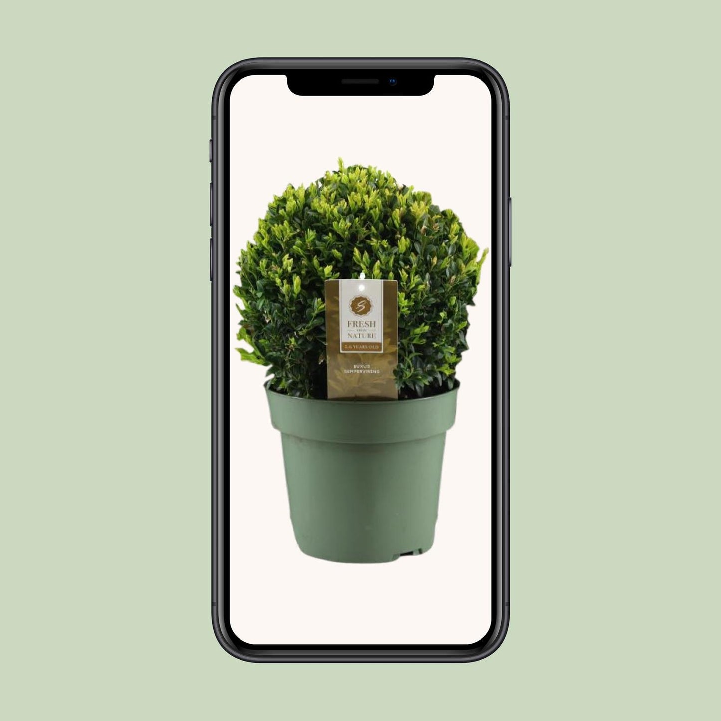 Buxus Semp. Ball Ø25cm – Winterharte Buchsbaumkugel
