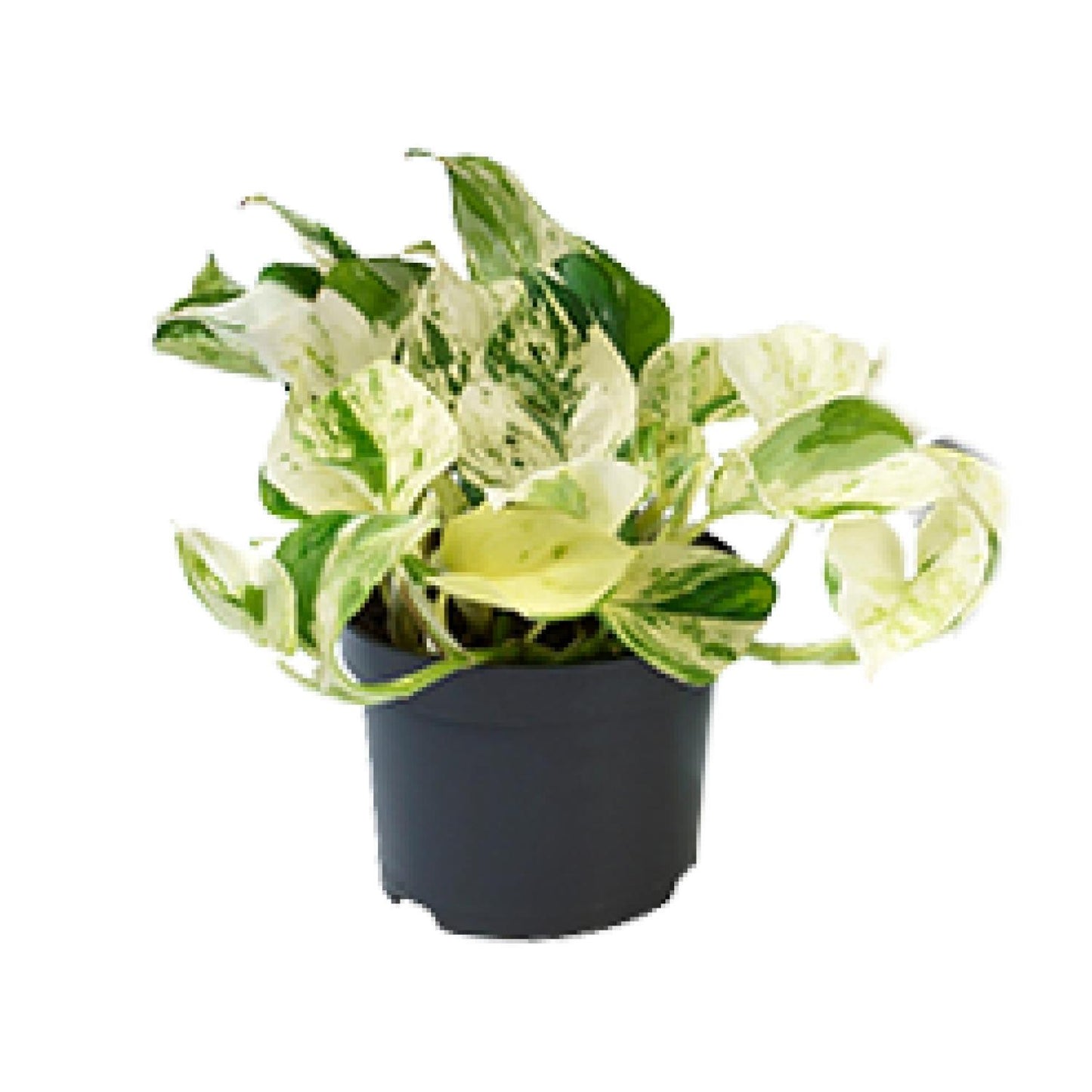 Epipremnum Happy Leaf ‚Marble Queen‘ Ø12cm, 20cm hoch
