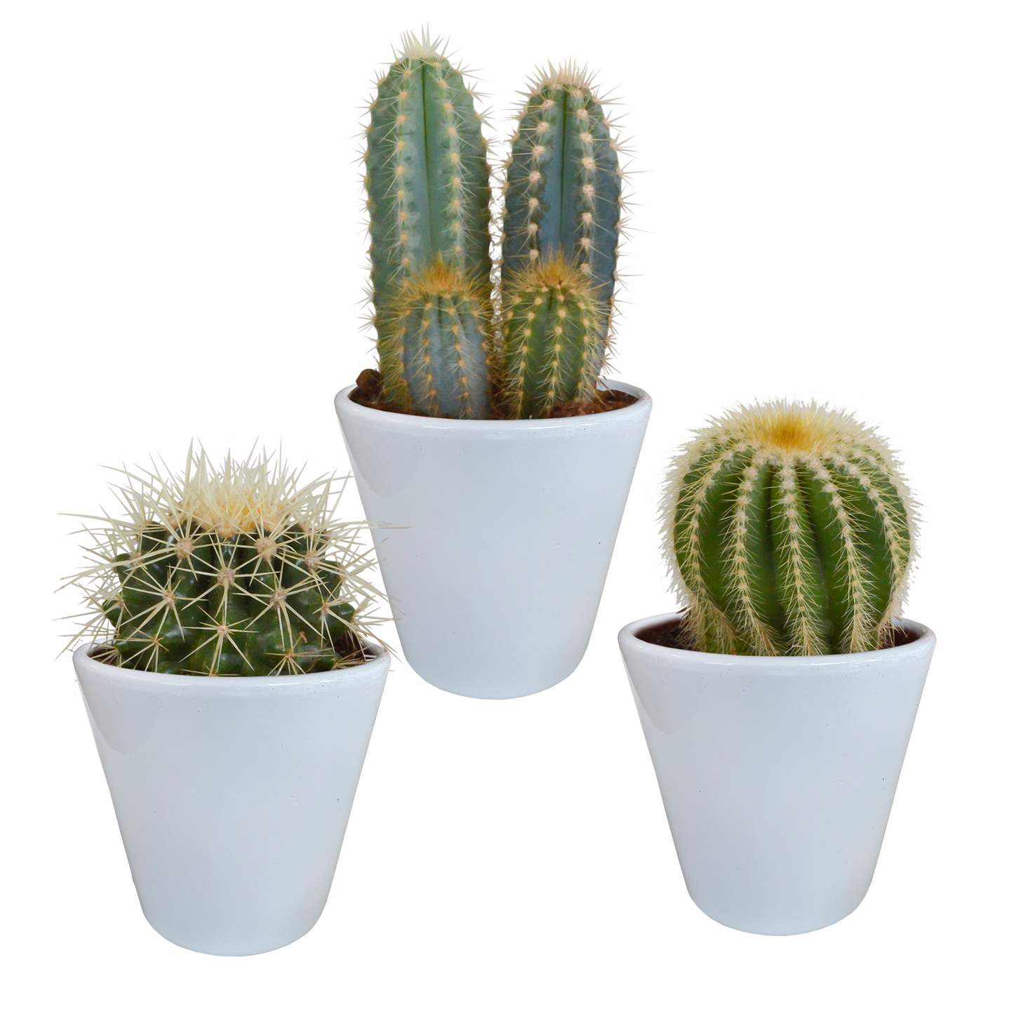 Kakteenmischung im weißen Topf – 3er Set, 8,5 cm