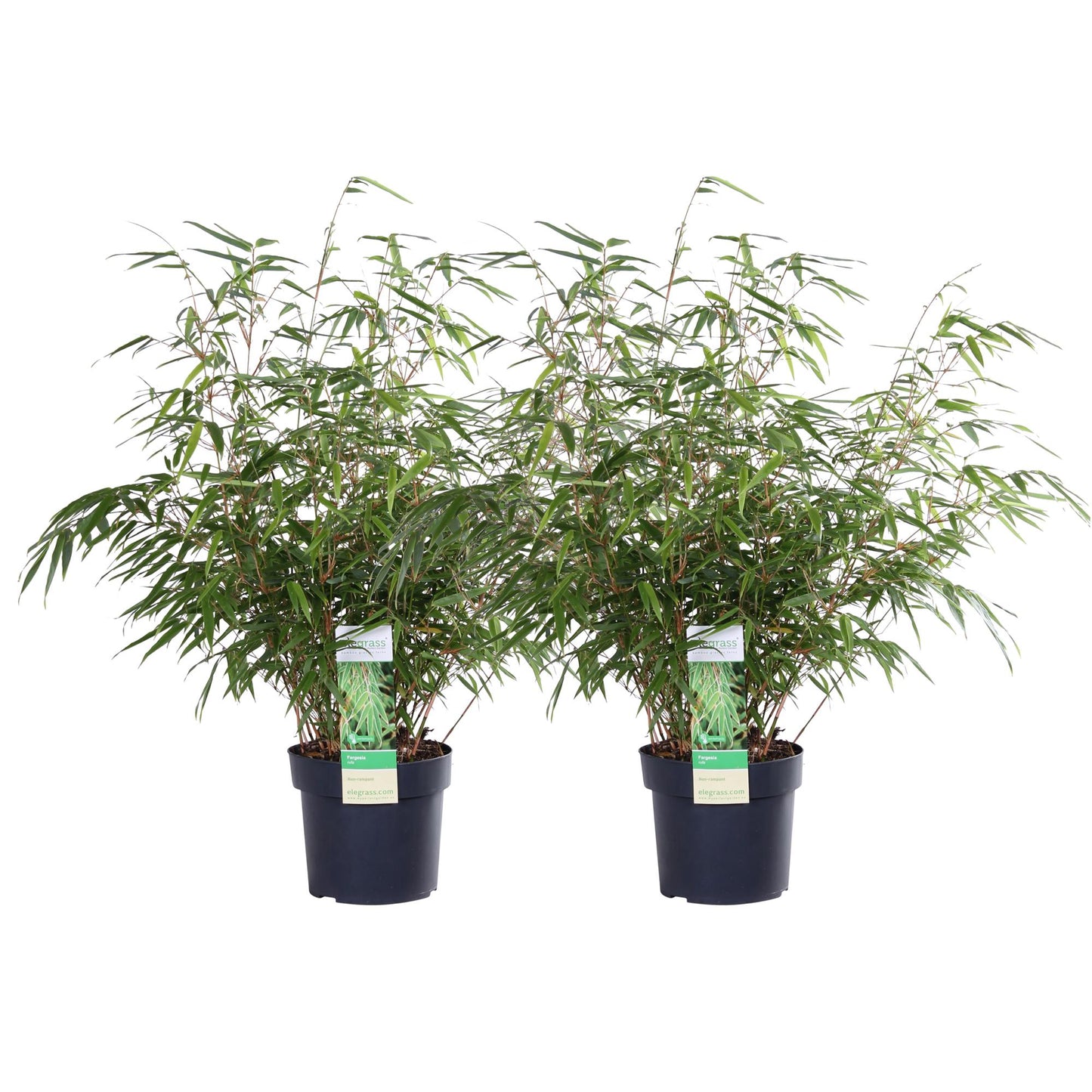 2x Fargesia rufa - Kompakter Bambus Ø19cm, 60cm Höhe