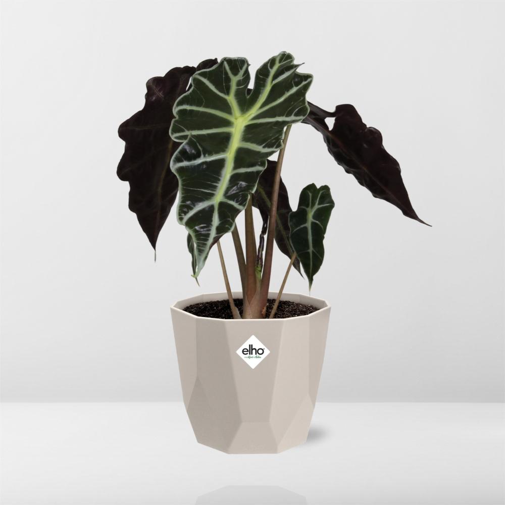 Alocasia ‘Polly’ – Pflegeleichte Elefantenohr-Pflanze im ELHO Topf