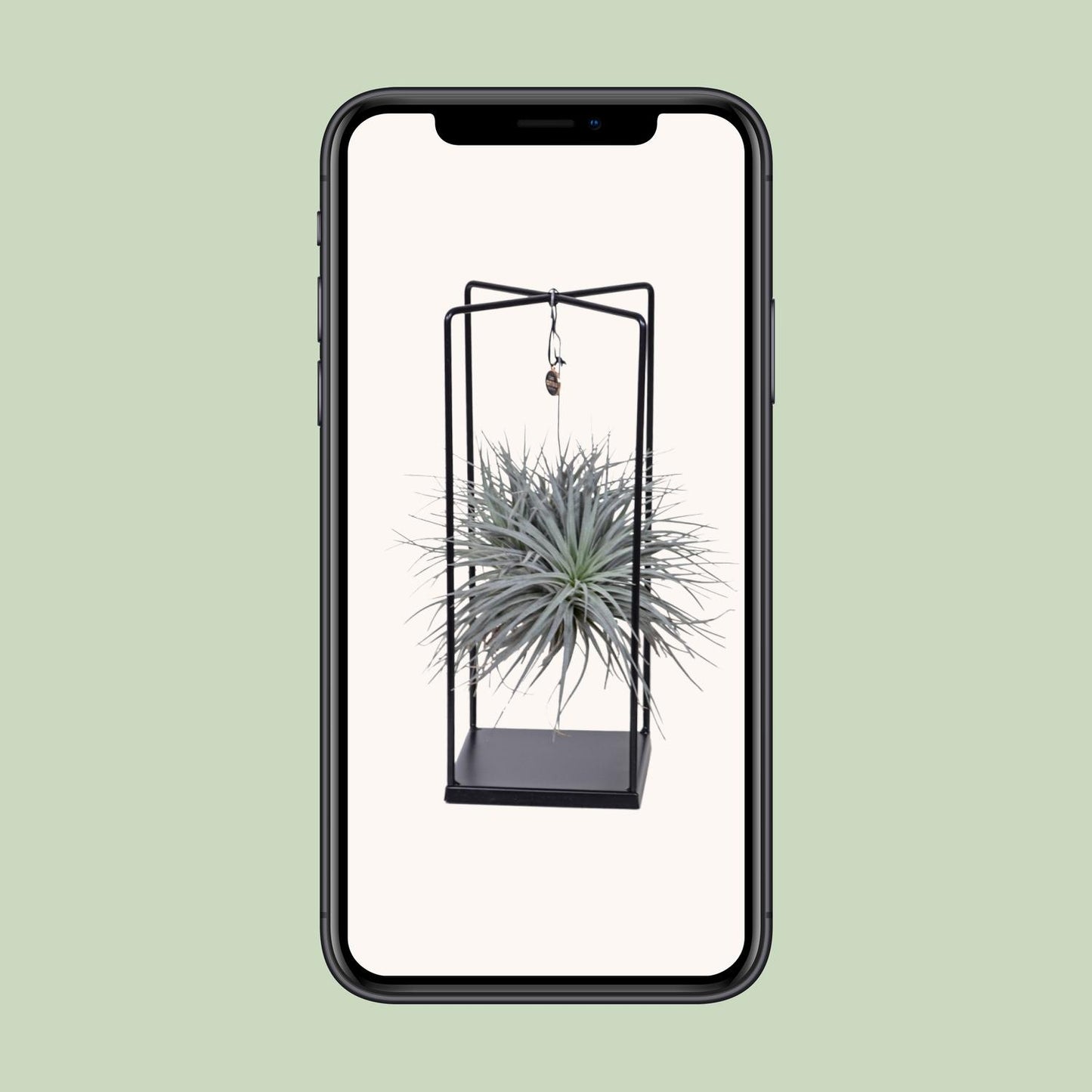 Tillandsia Mix – Pflegeleichte Luftpflanze Ø20 cm